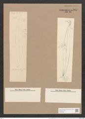 Pleurosigma angulatum strigosum (Queck.) W.Sm. (de-Toni-Nr.: Genus 13, Species 1001) Zeichnungen Sammlung Grunow Nr. 2029 (NHMW-BOT-W0368881)